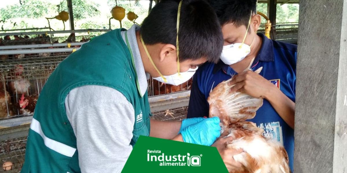 Gripe aviar podría afectar la seguridad alimentaria, advierte Colegio de Nutricionistas
